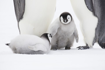 Emperor penguins on the frozen Weddell sea © Roger