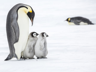 Naklejka na ściany i meble Emperor penguins on the frozen Weddell sea