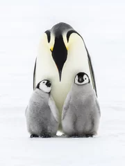 Deurstickers Emperor penguins on the frozen Weddell sea © Roger