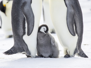Emperor Penguins on the frozen Weddell sea