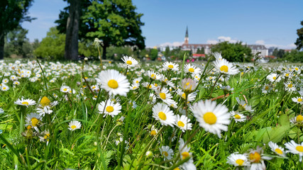 Gänseblümchenwiese in Wien © bettina sampl