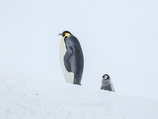 Emperor penguins on the frozen Weddell sea