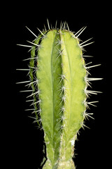 Close up of Cactus on Black Background