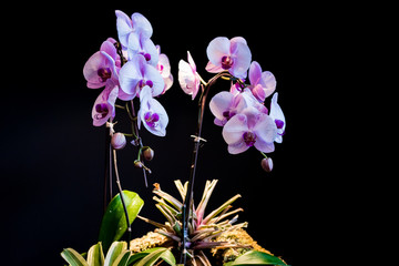 Pink Orchids flower