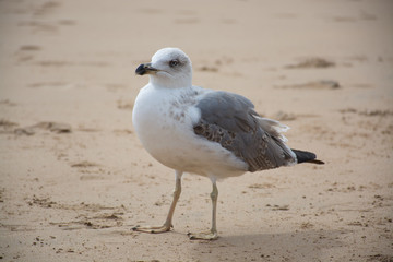 Seagull on the yellow sandy beach close up