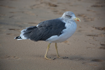 Seagull on the yellow sandy beach close up