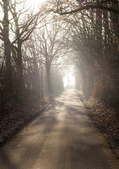 Mystischer Weg bei Nebel im Herbst in Schleswig-Holstein, Deutschland
