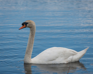 Fototapeta premium Swan in Newport Wetlands is a wildlife reserve covering parts of Uskmouth, Nash and Goldcliff, in the south-east of the city of Newport, South Wales.