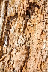 rotten tree in the background