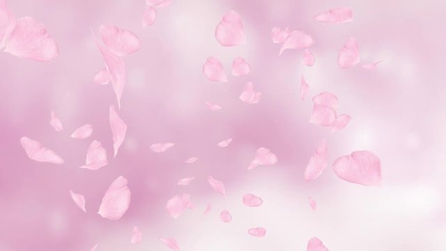 Falling and swirling pink rose petals or cherry tree blossoms. Spring slow motion HD animation, close up with blurred background. Japanese design.