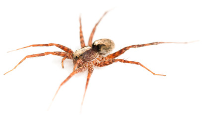 Pardosa lugubris spider is a wolf spider, side view.