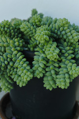 Evergreen succulent plant in clay pot