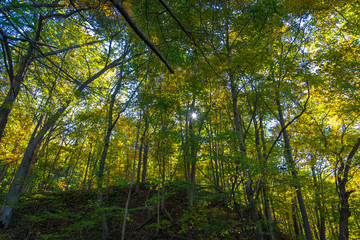 Obraz premium Fall foliage