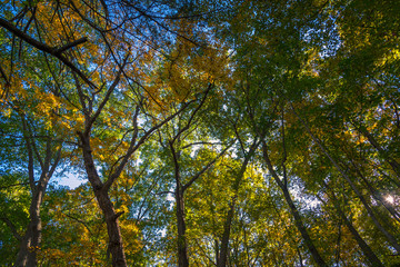Fall foliage