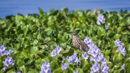 Indian pond heron in Thabbowa sanctuary in Puttalam, Sri Lanka