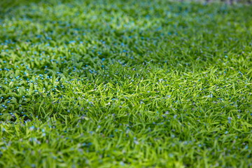 plants in the greenhouse