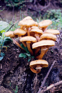 armillariella borealis fungo parco regionale frignano modena emilia romagna