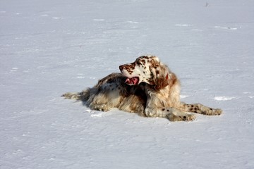 Cute english setter - white furry dog laying on white snow background on christmas time