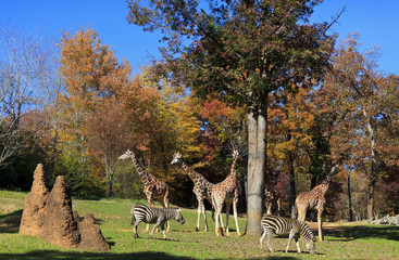 Giraffes and Zebras at the Asheboro Zoo in North Carolina