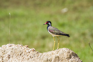 Red-wattled lapwing in Thabbowa sanctuary in Puttalam, Sri Lanka