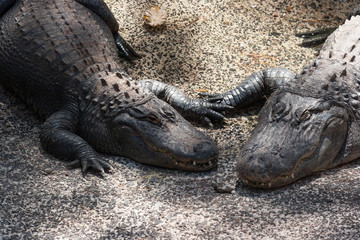 Dwa krokodyle, zbliżenie na łby