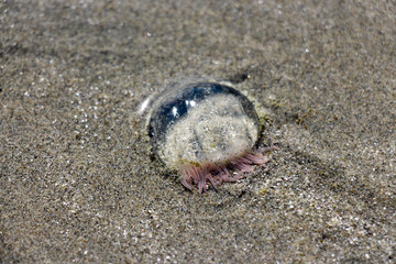 jellyfish in the sand