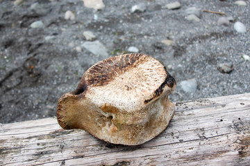 peace of whale on the beach