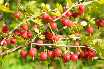 Red gooseberries on branches