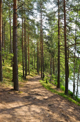 Fototapeta na wymiar Landscape with pine forest