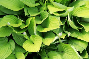 Fototapeta premium Pretty background of lush, healthy green ground cover in garden.