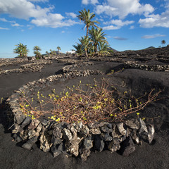 View of La Geria, the vinegrowing region of Lanzarote, Spain