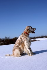 White spotty puppy setter of hunting breed sitting on the white snow on frosty blue sky background