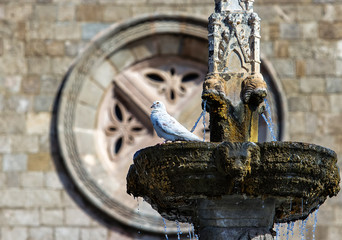 pigeon is sitting on fountain in the background round frame historic building © vladimircaribb