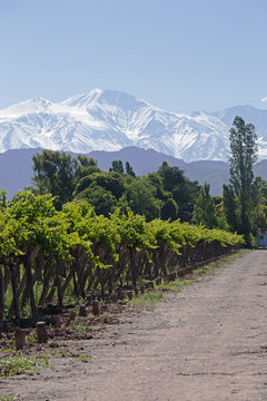 Fototapeta Andes & Vineyard, Lujan de Cuyo, Mendoza