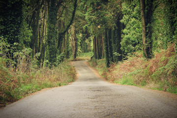 Forest road in sintra mountains, Portugal