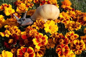 Snail sculpture between tagetes