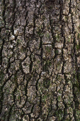 Tree bark texture