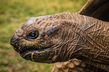 Giant turtle close up