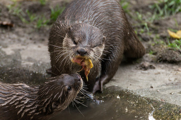 Seeotter / Fischotter