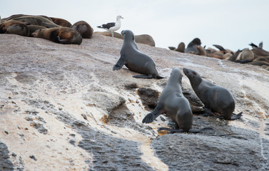 Foki na Wyspie Fok, RPA 