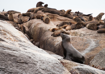Foki na Wyspie Fok, RPA 