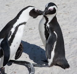Pingwiny przylądkowe na plaży Boulders w RPA