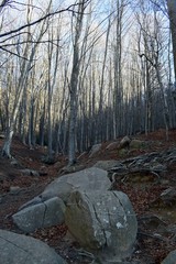Naturaleza montañas bosques en el Monseny