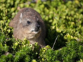 Góralek przylądkowy © Agnieszka Rodowicz