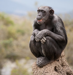 Szympansy w Jabe Goodall Institute w Nelspruit, Afryka Południowa