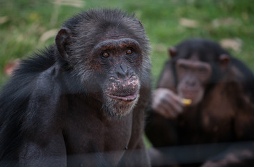 Szympansy w Jabe Goodall Institute w Nelspruit, Afryka Południowa