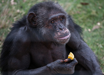 Szympansy w Jabe Goodall Institute w Nelspruit, Afryka Południowa - obrazy, fototapety, plakaty
