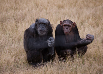 Szympansy w Jabe Goodall Institute w Nelspruit, Afryka Południowa - obrazy, fototapety, plakaty