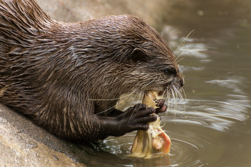Seeotter / Fischotter