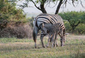 Zebra z młodym © Agnieszka Rodowicz